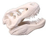 Cabeza T-rex Plastico 3d Cara Dinosaurio Hueso Trex 30 Cm 0