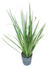 Planta Dietes 0