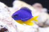 Pez Marino - Chrysiptera Hemicyanea 0