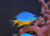 Pez Marino - Chrysiptera Hemicyanea 1