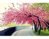 Cerejeira Sakura Rosa Semente P/ Plantar 2