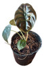 Alocasia Cuprea 1