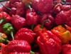 Pimenta Fresca Carolina Reaper Fruta In Natura - 500 Gramas 5