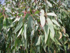 Eucalyptus Para Forestaciones ! Precios Por Mayor 6
