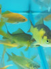 Goldfish Cometas Oro Peces Agua Fría Cometas Oro 8 Cm 4