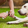 Mascotas Perro Gato Nail Trimmer Molino Preparación Herramie 5 Mascotas Perro Gato Nail Trimmer Molino Preparación Herramie 5