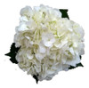Hortensia Flor Blanca 0