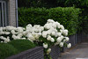 Hortensia Flor Blanca 1