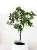 Planta Artificial Elio, Decoración Arbusto 120cm 0