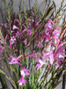 Bulbos Watsonia X 2 Bulbos Colores Diponibles Imp. Holanda 0