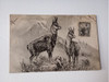 Tarjeta Postal Antigua Animales 0