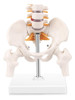 Modelo De Anatomia Da Coluna Vertebral Em Miniatura, Coluna 5