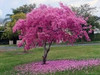 Arbol De Lapacho Rosado 2 Metros De Altura. Envios 1