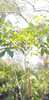 Arbol De Lapacho Rosado 2 Metros De Altura. Envios 4