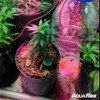 Riego Ceramico Indoor Box Cultivo X1 Growflex 1 Riego Ceramico Indoor Box Cultivo X1 Growflex 1