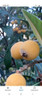 Planta Frutal Níspero 1