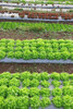 Mulching Plástico 30 Mic. 1,3 Mt De Ancho X 1000 Mt De Largo 1 Mulching Plástico 30 Mic. 1,3 Mt De Ancho X 1000 Mt De Largo 1