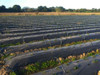 Mulching Plástico 30 Mic. 1,3 Mt De Ancho X 1000 Mt De Largo 2 Mulching Plástico 30 Mic. 1,3 Mt De Ancho X 1000 Mt De Largo 2