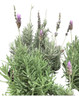 Planta Lavanda 0 Planta Lavanda 0