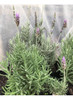 Planta Lavanda 2 Planta Lavanda 2