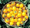 Sobre Para Sembrar 15 Plantas De Tomates Cherry Amarillo 1