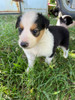 Border Collie 3