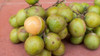 Planta Coquito De San Juan - Mamoncillo - Frutal Nativo!!! 1
