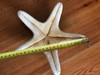 Estrella De Mar 3