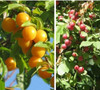 Frutales Ciruela Golden Japan + Obsequio!!!! 1 Frutales Ciruela Golden Japan + Obsequio!!!! 1