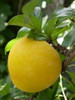 Frutales Ciruela Golden Japan + Obsequio!!!! 4 Frutales Ciruela Golden Japan + Obsequio!!!! 4