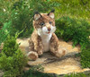 Gatito Bobcat Folkmanis 3