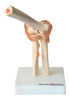 Articulação Do Cotovelo Com Ligamentos Esqueleto Anatomic 2