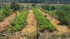 25 Plantines De Frutillas A Raíz Desnuda Orgánicas Ricas!!! 5