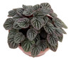 Planta Peperomia C21 0