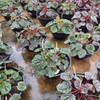 Planta Peperomia C21 1