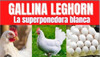 50 Pollitas Ponedoras Bb Leghorn, Lego, Legos, Alta Postura. 2
