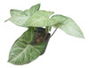 Planta Singonio 2