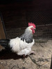 Sussex Gallos Puros 7
