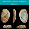 Concha Abalone 14/15cm 2