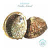 Concha Abalone 14/15cm 3