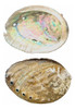 Concha Abalone 14/15cm 5