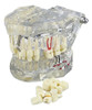 Modelo Dental Didáctico De Estudio  Y  Demostracion 0
