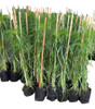 Planta Papiros !! 0