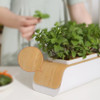Maceta Hidroponía Planta Sustratos Cultivo Kits Greenbox 3
