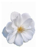 Planta Rosal Iceberg/ Pie Bajo 0