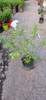 Planta Rosal Iceberg/ Pie Bajo 4