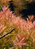 Rotala Ceylon Acuario Plantado 1