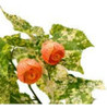 Abutilon Variegado/ Farolito Japonés 0