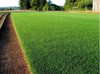 Semillas De Cesped Bermuda Grass Hoja Verde Claro Para 100m2 2