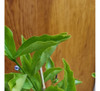Jazmin Del Paraguay  - Brunfelsia Australis - 7